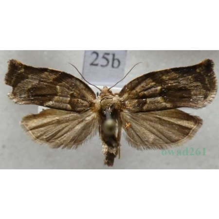 Archips crataegana (Hübner, 1799) Zwójka głogóweczka Czech25b